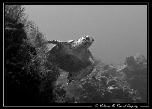 Picture taken with a Canon G9 in cozumel. by Raoul Caprez 